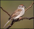 _2SB8719 chipping sparrow